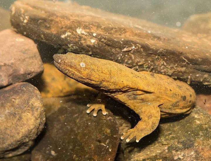 Eastern Hellbender standing in rocks looking to the left..