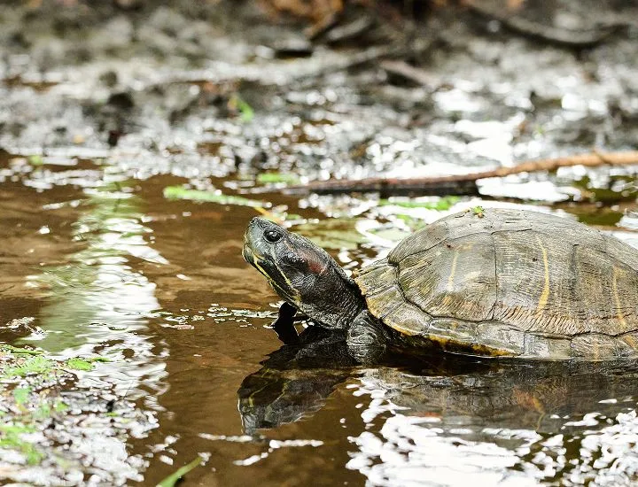 Eastern Mud Turtle walking through the mud. 