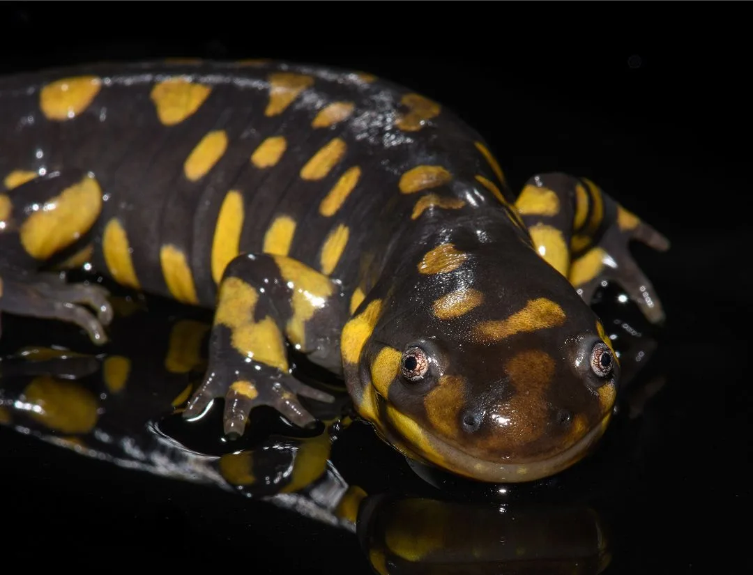 Front-facing view of Eastern Tiger Salamander.