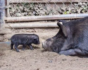 Last Gift of Summer: Beardsley Zoo Welcomes Seven Guinea Hog Piglets
