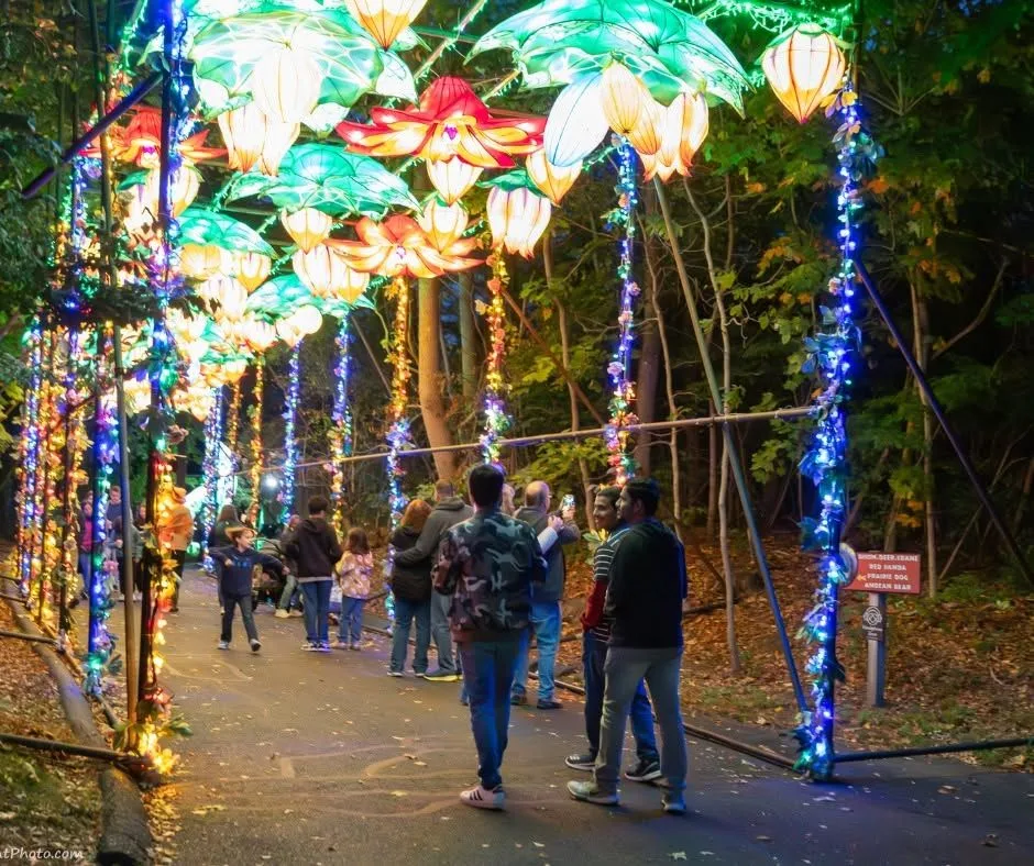 Journey through a breathtaking wonderland of illuminated larger-than-life lanterns inspired by wildlife from around the world!