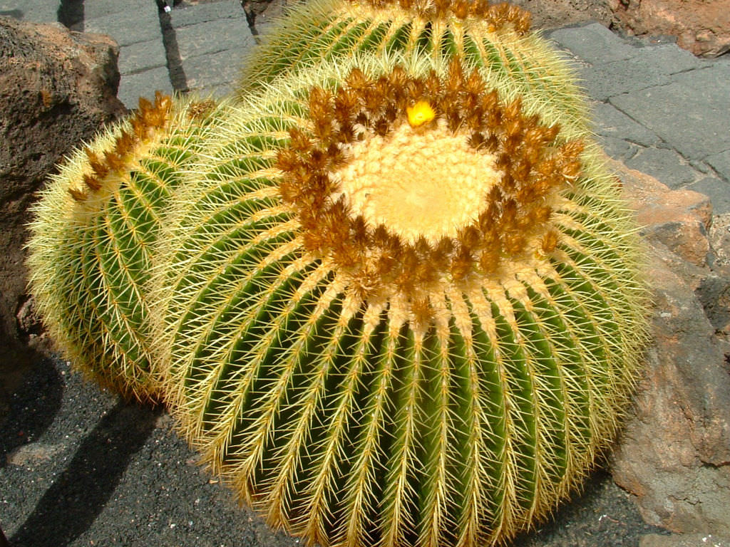 Golden Barrel Cactus