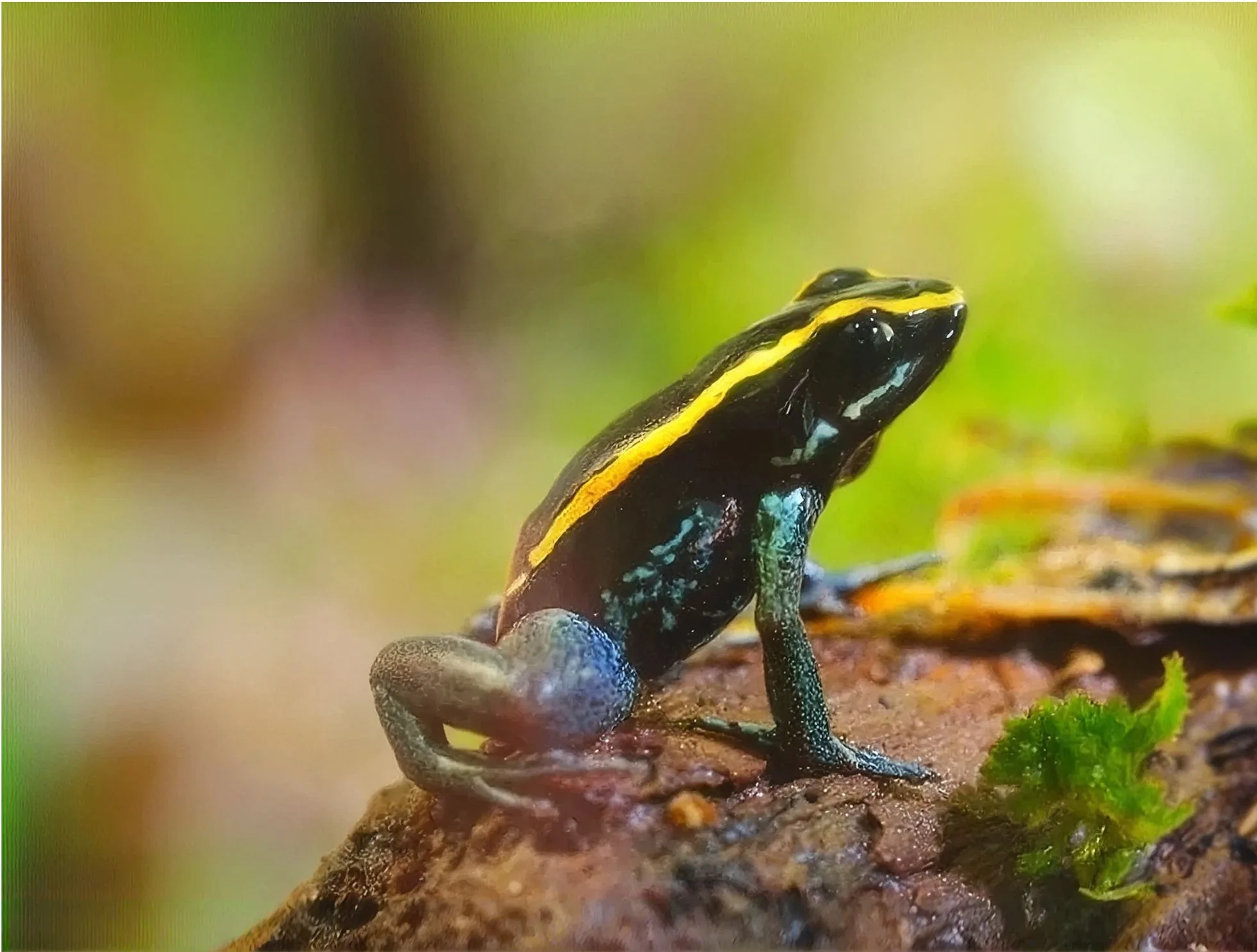 Golfodulcean poison dart frog in nature
