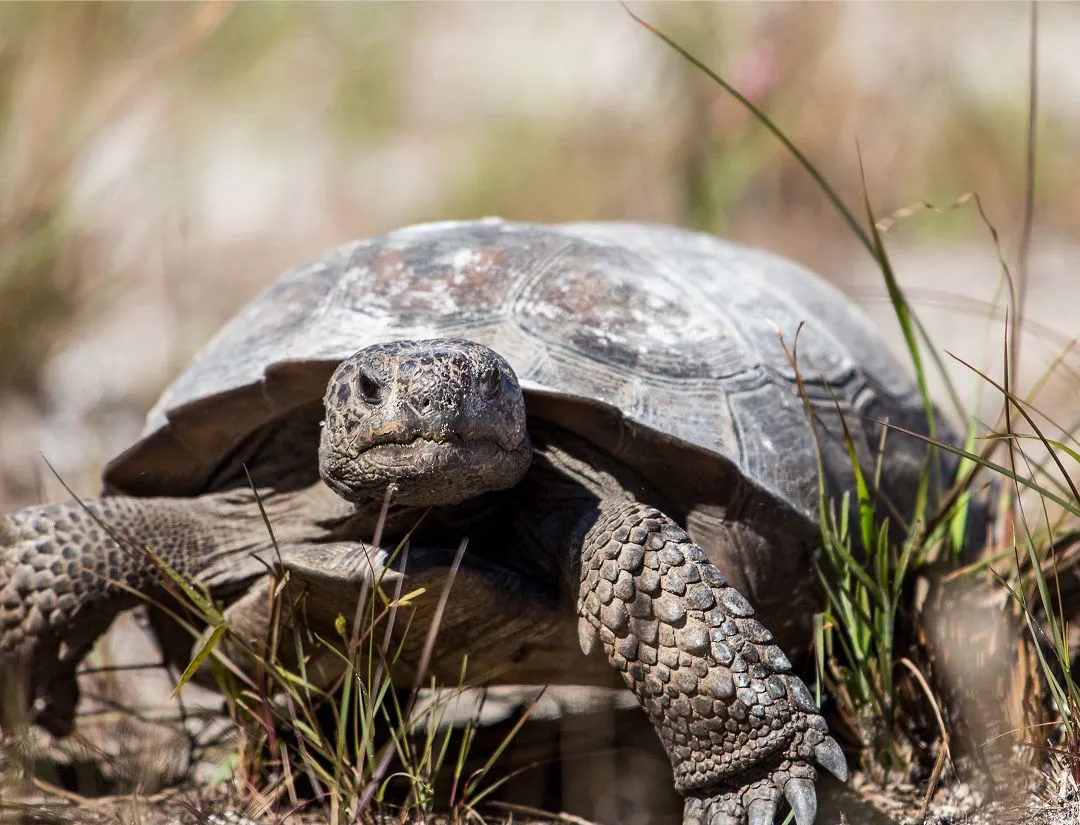 Gopher Tortoise
