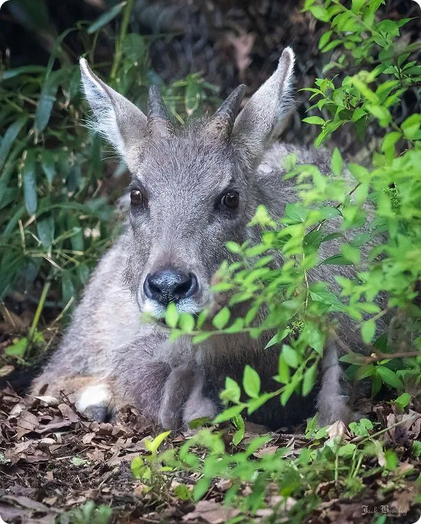 Front-facing image of a Chinese Goral behind a leafy branch.