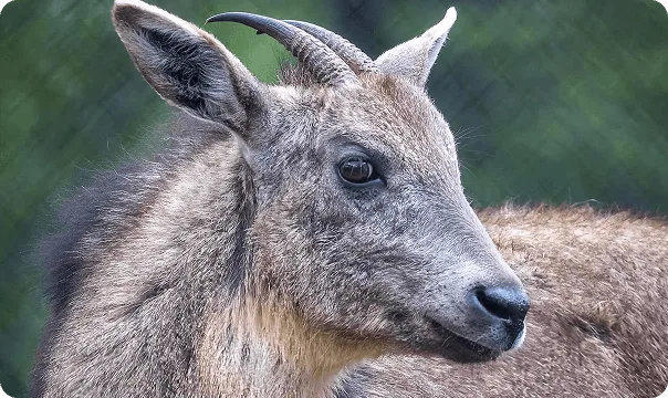 Chinese Goral looking to the right.