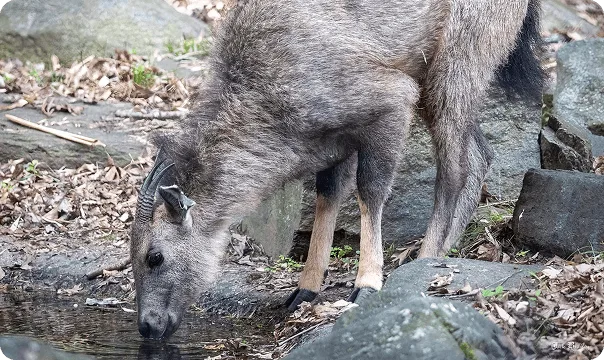 Chinese Goral standing on rocks and drinking from a pool of water..