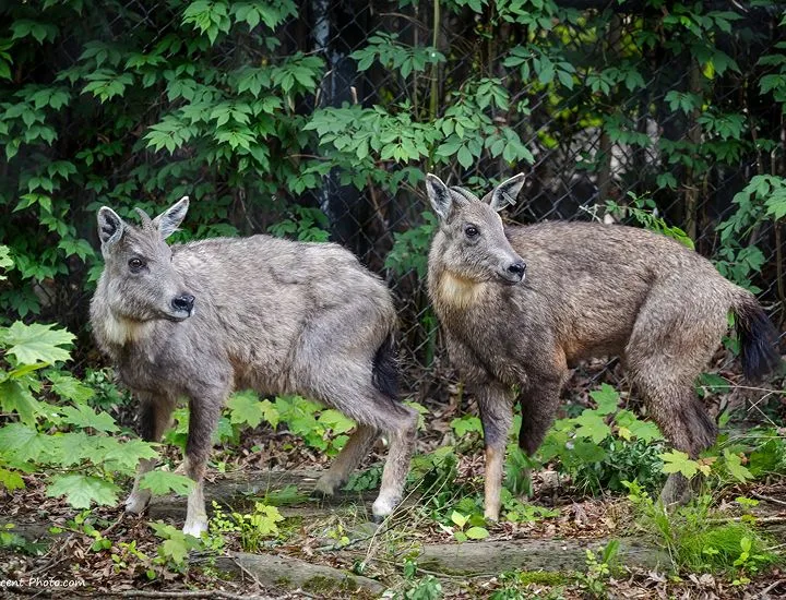 Two Chinese Goral in the woods.