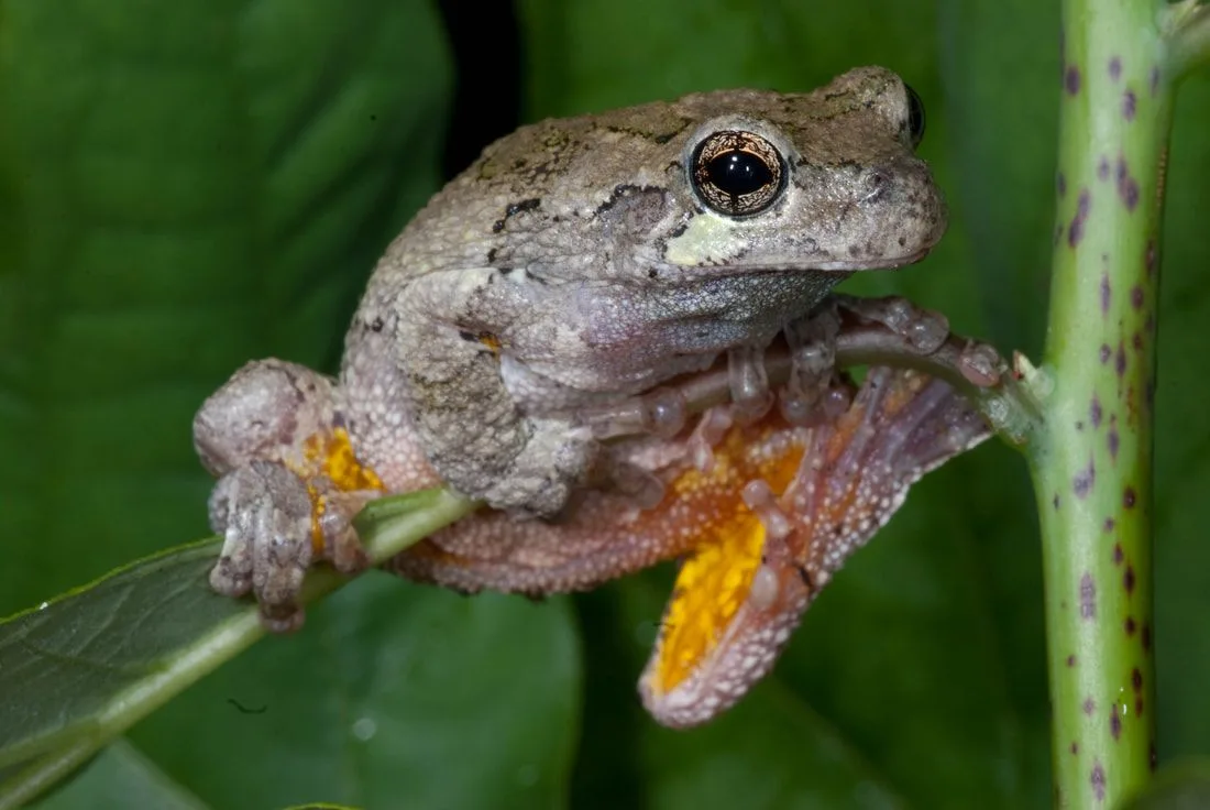 FrogWatch Training