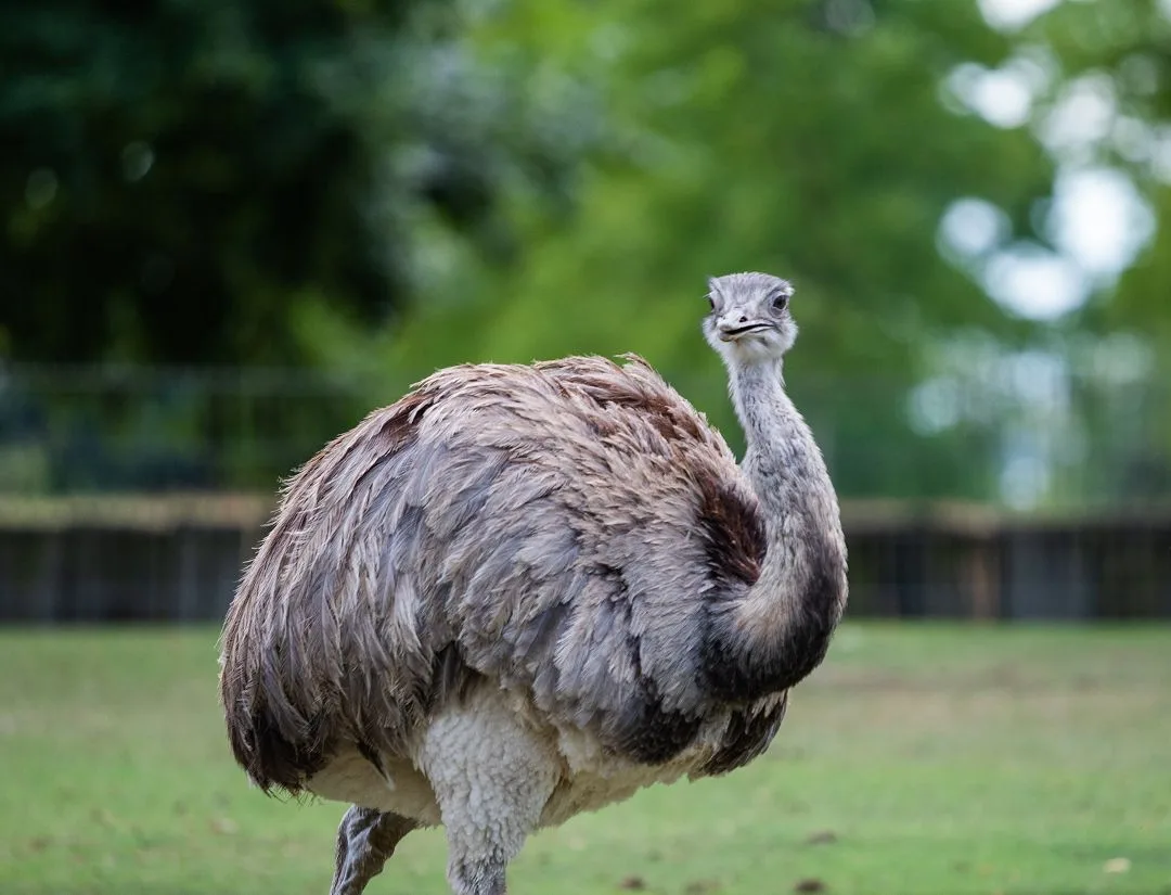 Greater Rhea