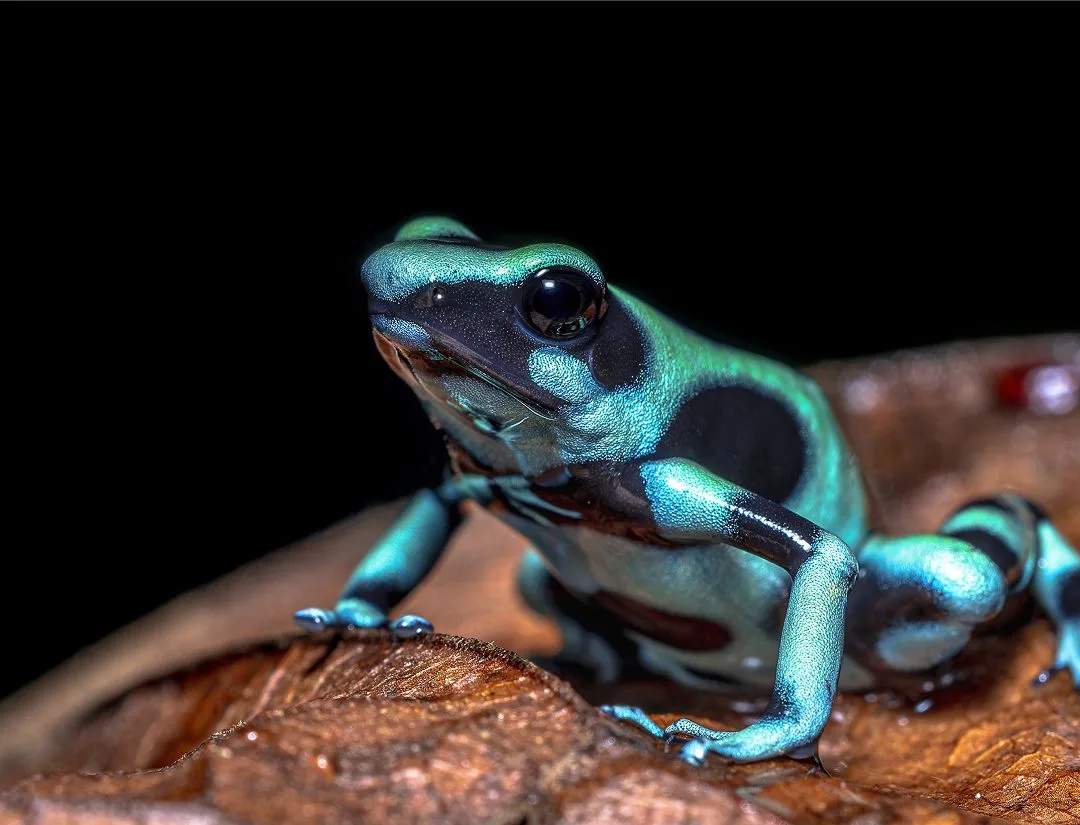 Green and Black Poison Dart Frog