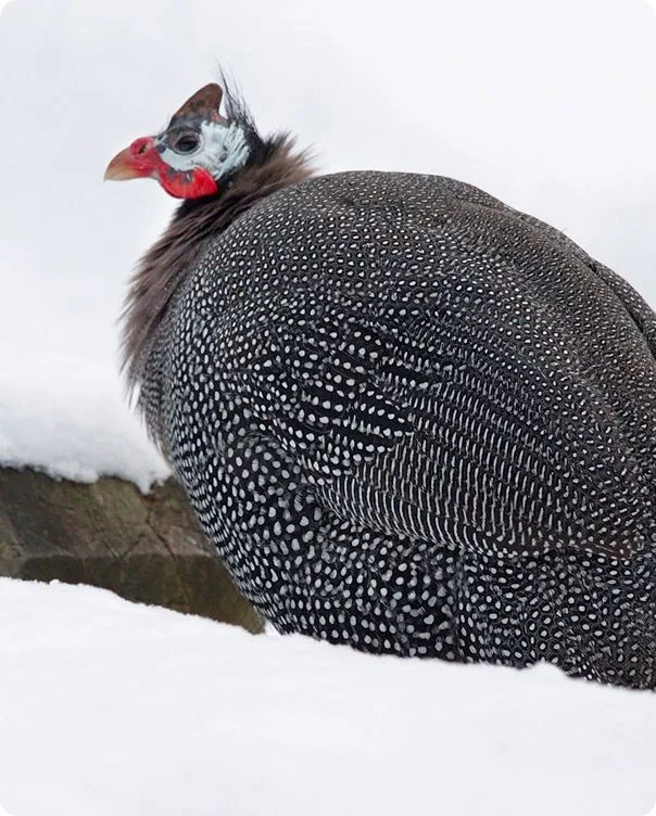 Guinea Fowl photo 1