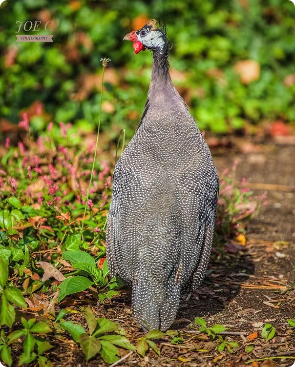 Guinea Fowl photo 2