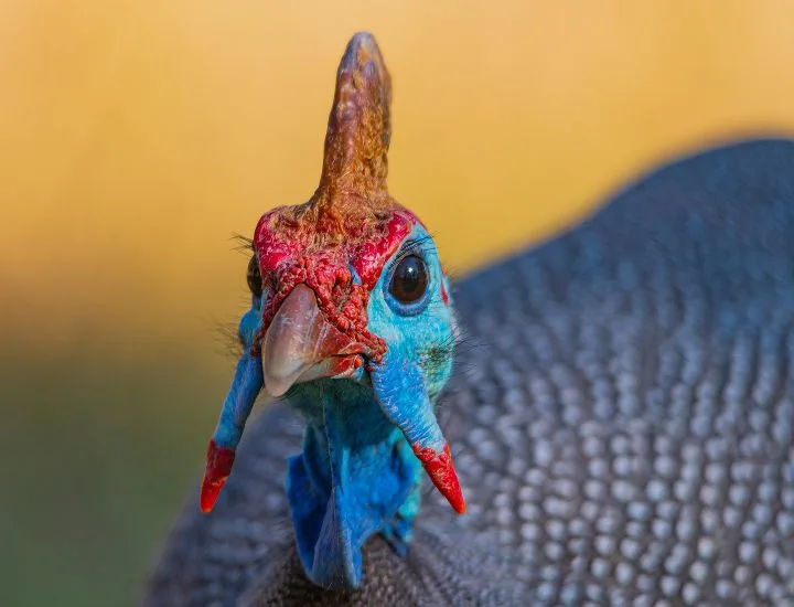 Guinea Fowl