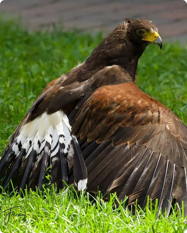 Harris's Hawk photo 1
