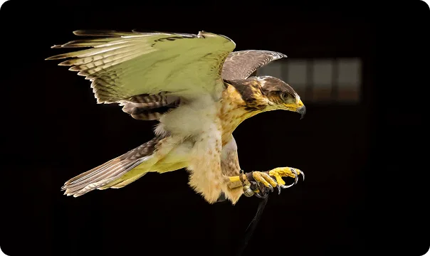 Harris's Hawk photo 2