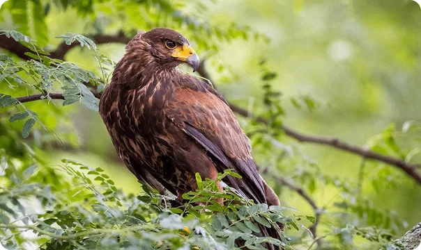 Harris's Hawk photo 3