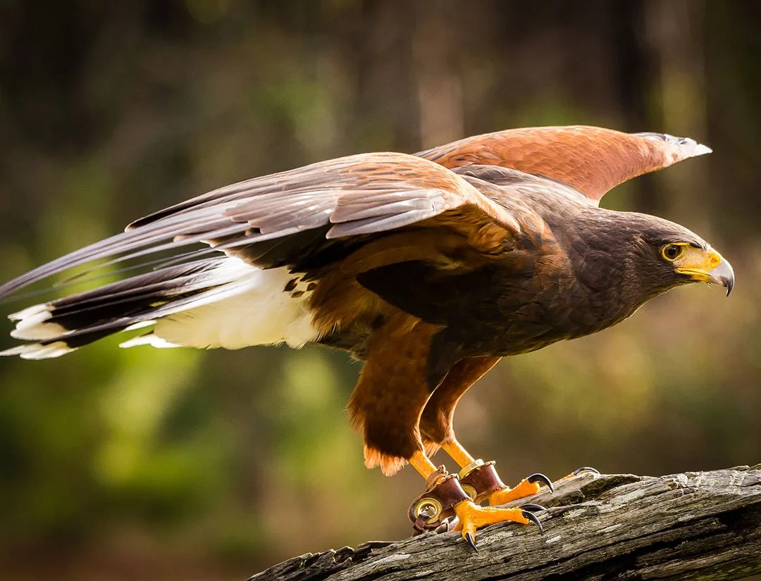 Harris's Hawk