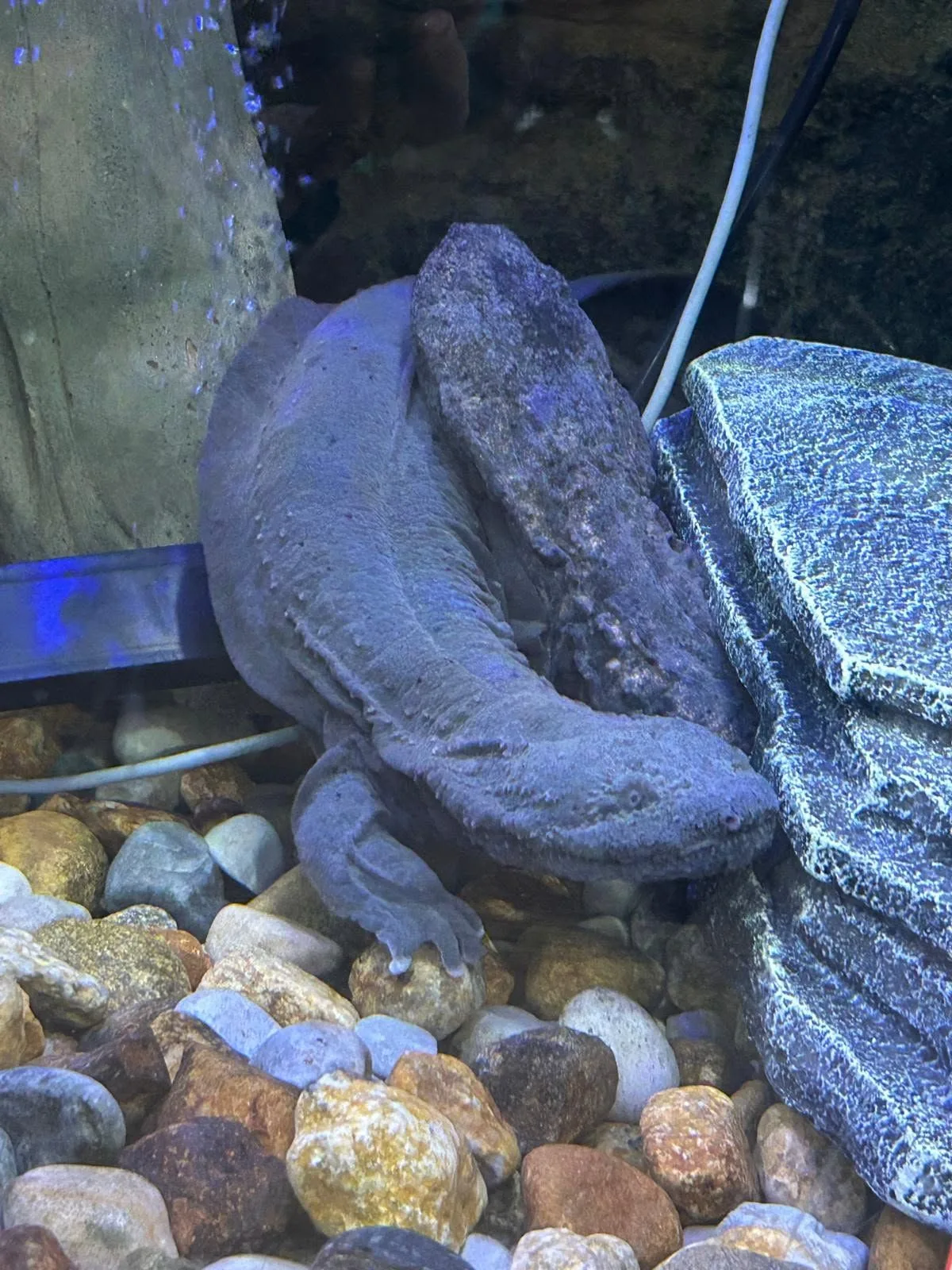 Eastern Hellbender standing in rocks looking to the right.