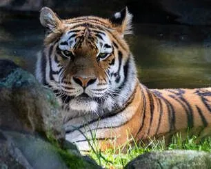 Amur Tiger Changbai Departs as Connecticut's Beardsley Zoo Prepares for New Tiger Habitat