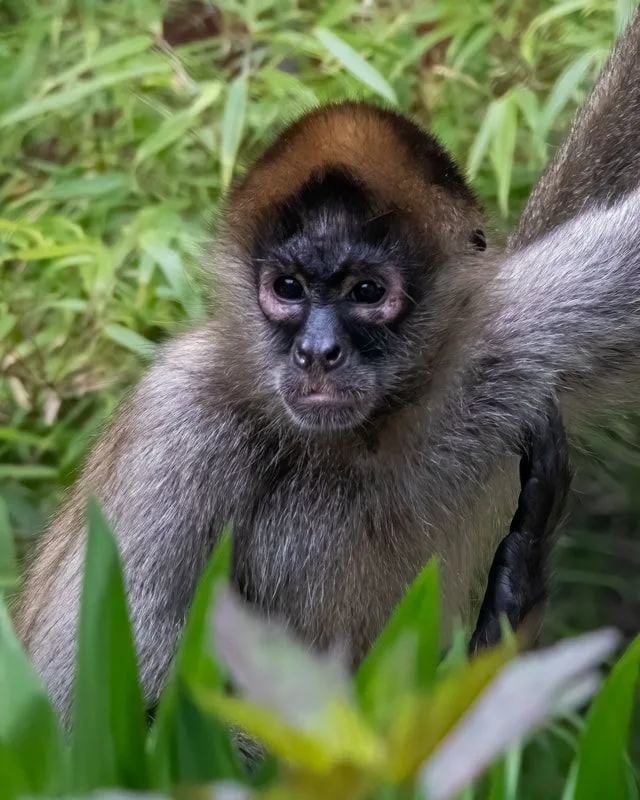 Indoor Spider Monkey Cam