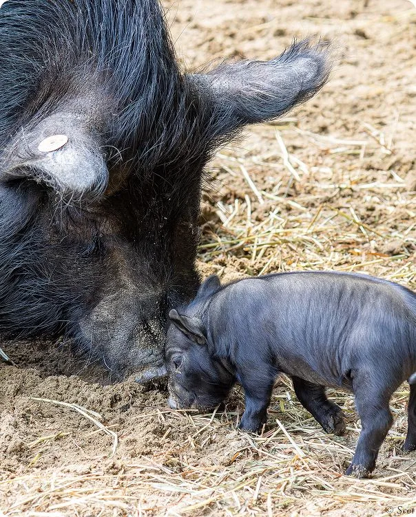 Guinea Hog photo 1