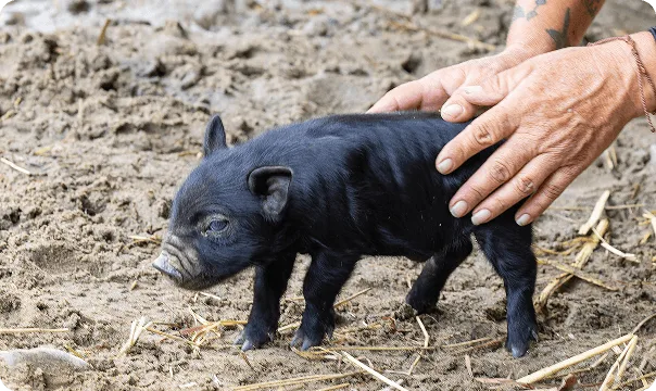 Guinea Hog photo 2