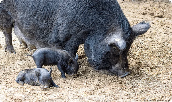 Guinea Hog photo 3