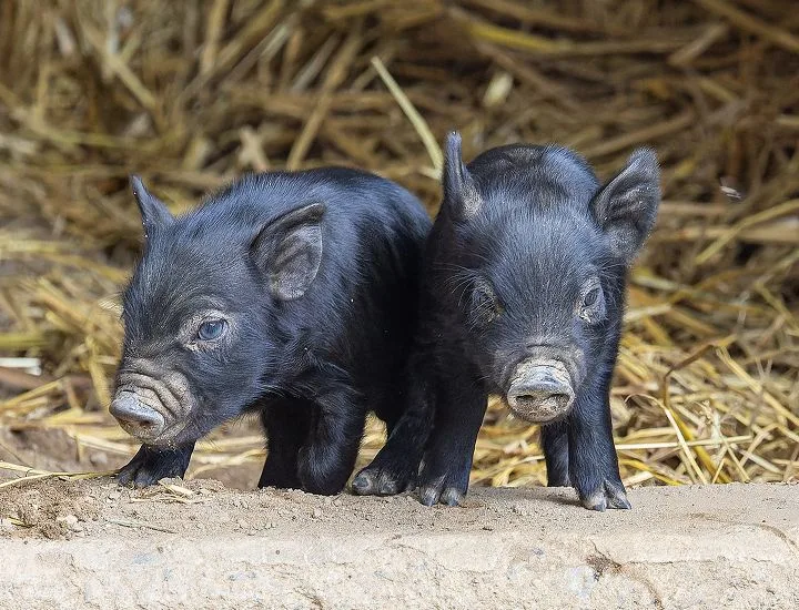 Guinea Hog