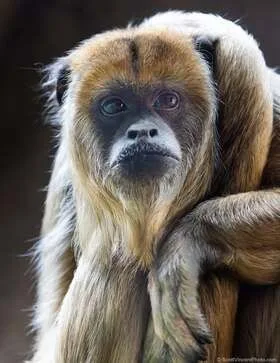 International Monkey Day, December 14