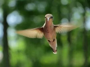 Hummingbirds as Pollinators