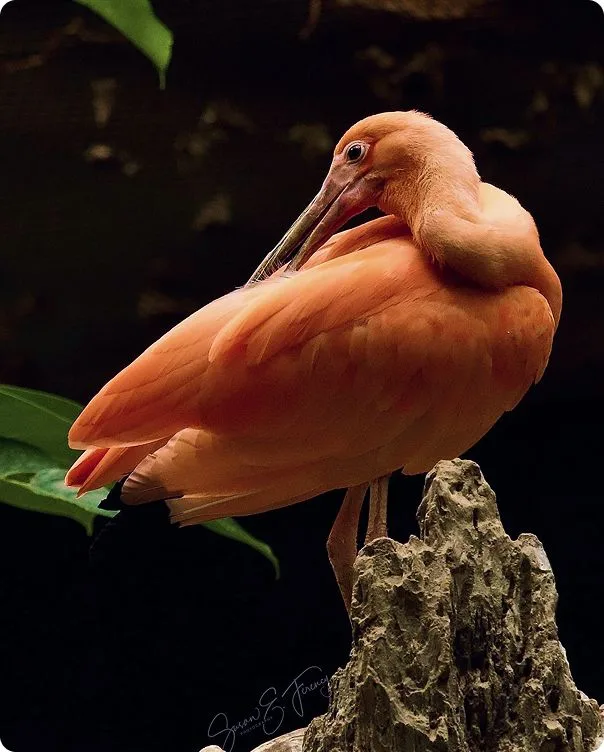 Scarlet Ibis photo 1