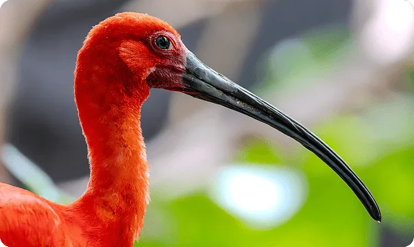 Scarlet Ibis photo 2