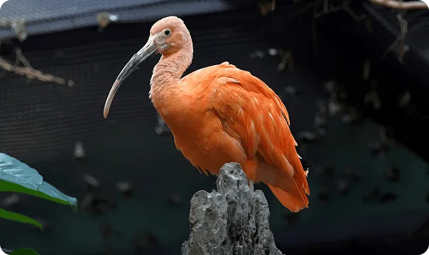 Scarlet Ibis photo 3