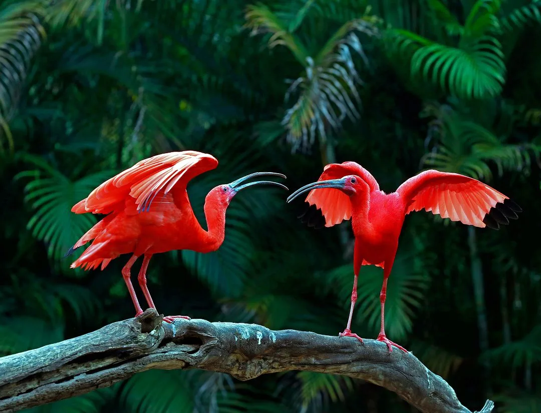 Scarlet Ibis