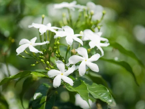 Jasmine