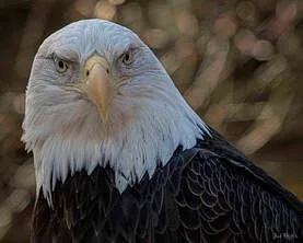 Connecticut's Beardsley Zoo Launches Extreme Makeover Eagle Edition