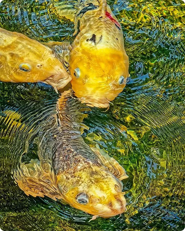 Koi photo 1