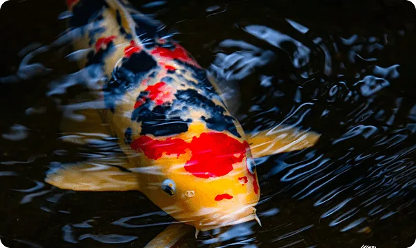 Koi photo 2
