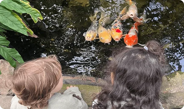 Koi photo 3