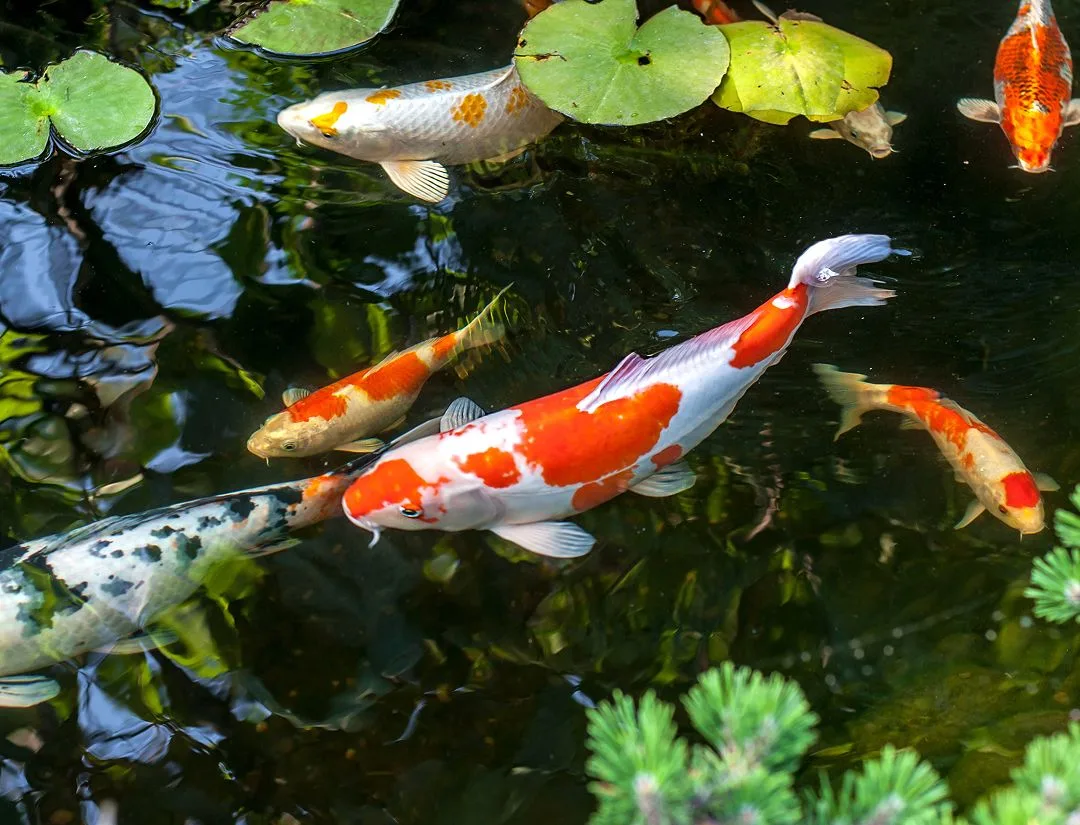 Koi