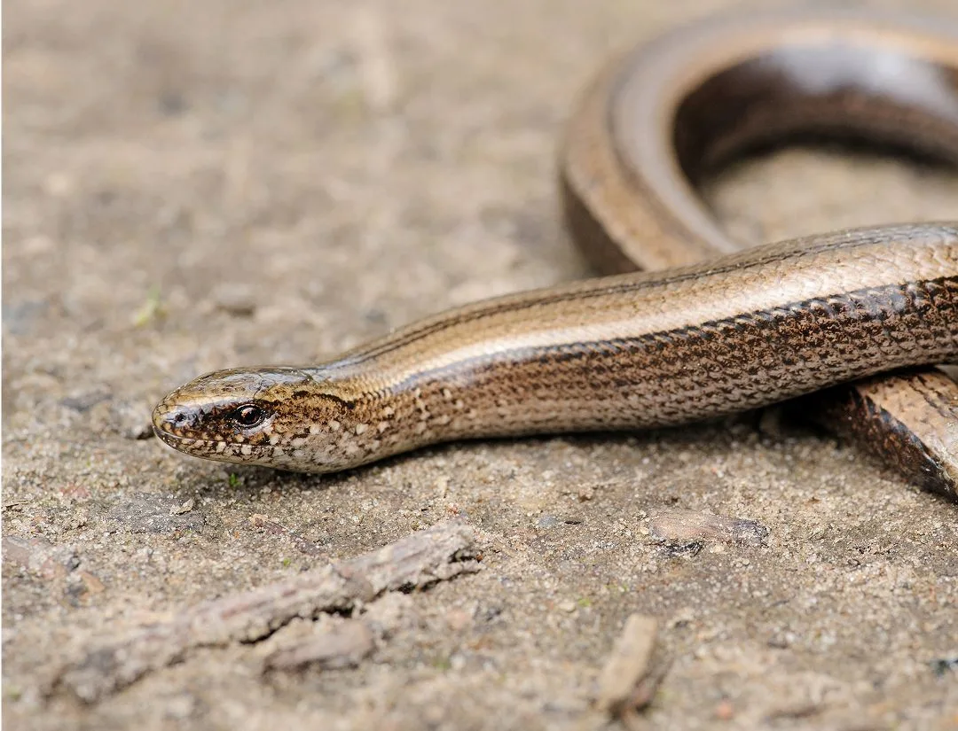 Legless Lizard