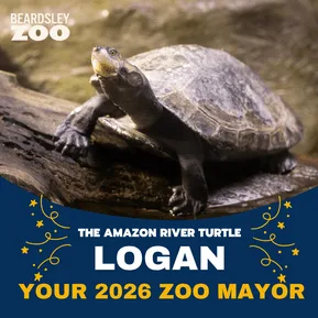 Shell Yeah! Logan the Amazon River Turtle Elected Mayor of Connecticut's Beardsley Zoo