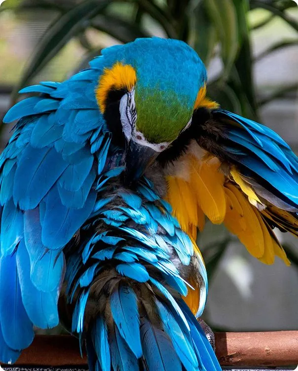 Blue and Gold Macaw with its beak in its wing.