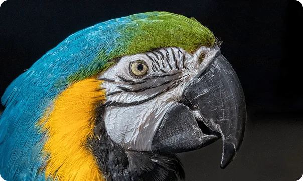 Blue and Gold Macaw looking to the right against a dark background.