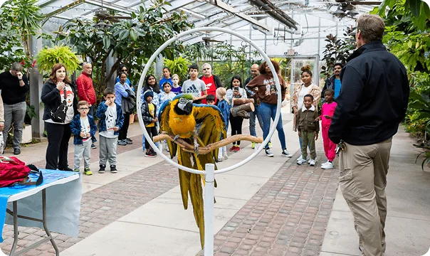 Blue and Gold Macaw perched on a branch within a hanging ring as a crowd watches..