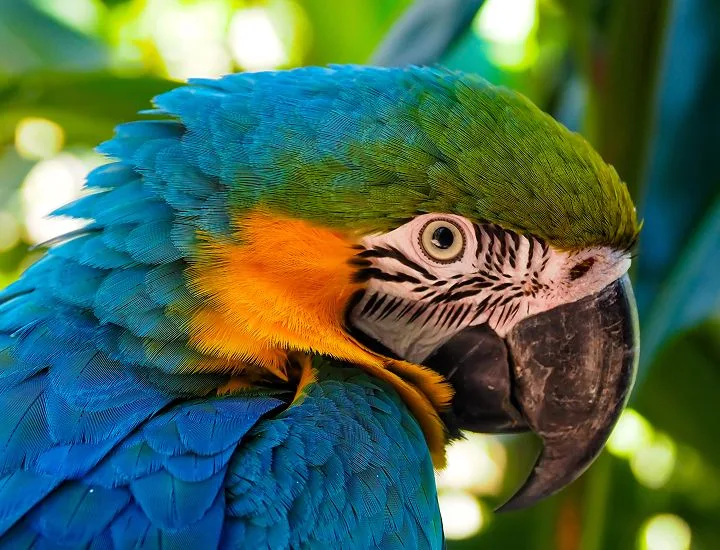 Side profile of a Blue and Gold Macaw looking to the right.