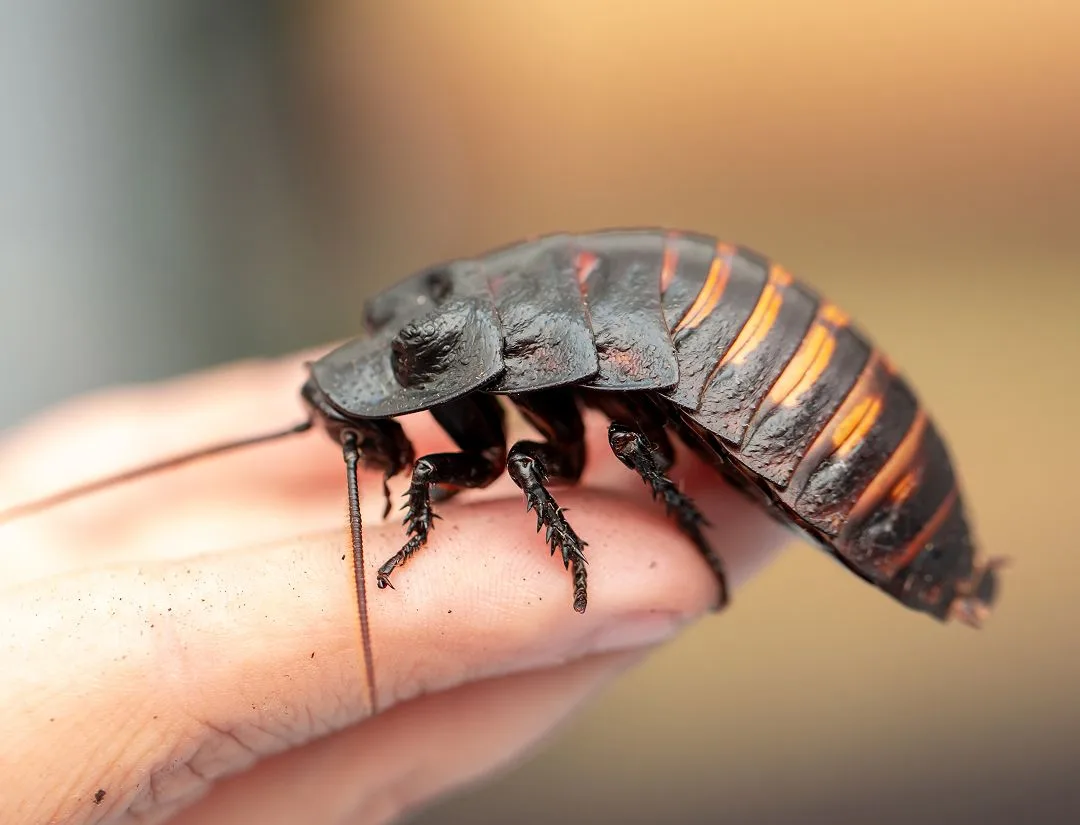 Madagascar Hissing Cockroach