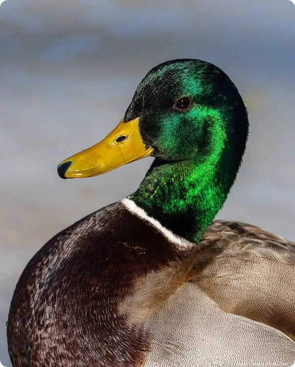 Domestic Duck (Mallard) looking to the left.