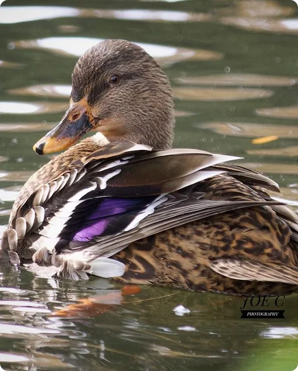 Domestic Duck (Mallard) swimming in a body of water.